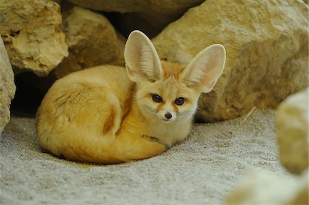 Close-up of a fennec fox (Vulpes zerda) lying near rocks, Zoo Augsburg, Bavaria, Germany. Stockbilder - Lizenzpflichtiges, Bildnummer: 700-06773216