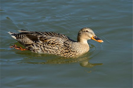 simsearch:700-06486600,k - Close-up of a mallard or wild duck (Anas platyrhynchos) female swimming in the water, Austria, Europe Fotografie stock - Rights-Managed, Codice: 700-06773211