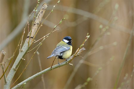 simsearch:700-06758268,k - Close-up of a Great Tit (Parus major) sitting on a branch in spring, Bavaria, Germany, Europe Stock Photo - Rights-Managed, Code: 700-06773213