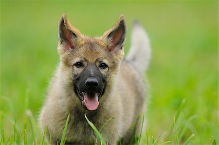 puppy - Portrait of a Wolfdog puppy on a meadow, Bavaria, Germany Photographie de stock - Rights-Managed, Code: 700-06773221