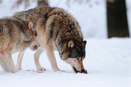 simsearch:700-06786884,k - Eastern wolves (Canis lupus lycaon) in winter, Germany Stockbilder - Lizenzpflichtiges, Bildnummer: 700-06773234