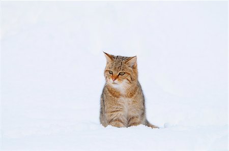 European wildcat (Felis silvestris silvestris) in winter, Germany Stock Photo - Rights-Managed, Code: 700-06773235