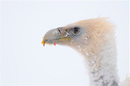 simsearch:700-08542831,k - Close-up of a Griffon Vulture (Gyps fulvus) in winter, Germany Stock Photo - Rights-Managed, Code: 700-06773237