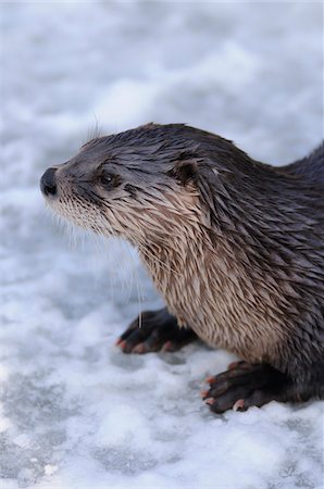North American river otter (Lontra canadensis) outdoors in winter, Germany Photographie de stock - Rights-Managed, Code: 700-06773238