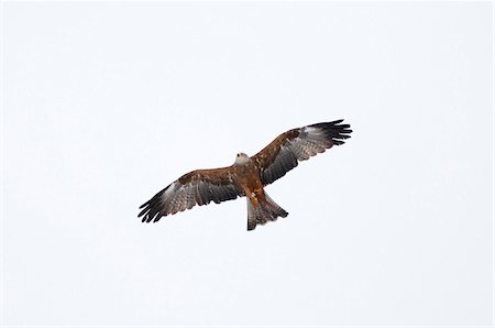 flying - Black Kite (Milvus migrans) flying in winter, Germany Stock Photo - Rights-Managed, Code: 700-06773230