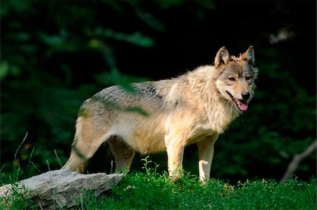 simsearch:700-06786884,k - Eastern wolf (Canis lupus lycaon) standing at edge of forest, Germany Stockbilder - Lizenzpflichtiges, Bildnummer: 700-06773384