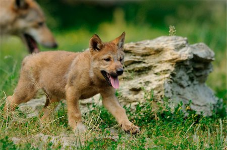 simsearch:700-06773386,k - Eastern wolf (Canis lupus lycaon) pup on a meadow, Germany Photographie de stock - Rights-Managed, Code: 700-06773385