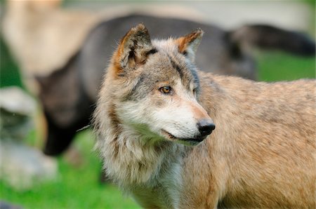 simsearch:700-06786884,k - Close-Up Portrait of an Eastern wolf (Canis lupus lycaon), Germany Stockbilder - Lizenzpflichtiges, Bildnummer: 700-06773381
