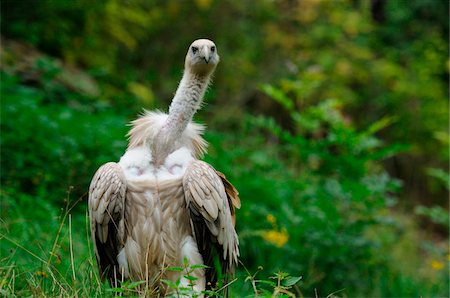 Griffon Vulture (Gyps fulvus) standing on a meadow, Germany Foto de stock - Con derechos protegidos, Código: 700-06773478