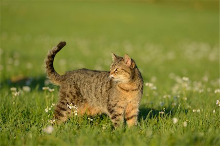 steiermark - Domestic Cat (Felis silvestris catus) on a meadow, Austria Foto de stock - Con derechos protegidos, Código: 700-06773539