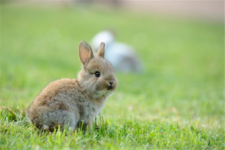 rabbit - Young Domestic rabbit (Oryctolagus cuniculus forma domestica) sitting on a meadow, Bavaria, Germany Stock Photo - Rights-Managed, Code: 700-06773542