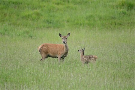 simsearch:700-06714176,k - Red deer (Cervus elaphus) female with fawn standing in a meadow in spring, Bavaria, Germany Foto de stock - Con derechos protegidos, Código: 700-06773726