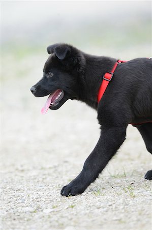 simsearch:700-06732731,k - Mixed-breed black dog puppy wearing red harness and crossing road, Bavaria, Germany Stock Photo - Rights-Managed, Code: 700-06773731