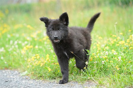 domestic animal - Black wolfdog puppy walking on a meadow, Bavaria, Germany Photographie de stock - Rights-Managed, Code: 700-06786742