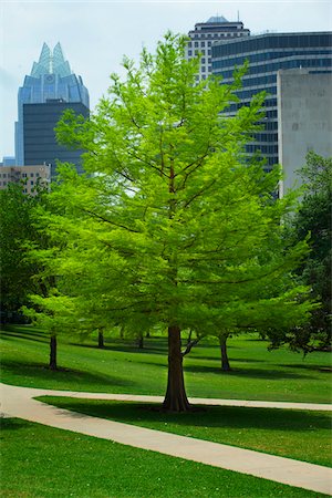 parque metropolitano - A bright green tree in the yard of the Capitol Building in Austin Texas. Foto de stock - Con derechos protegidos, Código: 700-06786899
