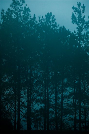 Tennessee Pine Trees in Fog Stock Photo - Premium Rights-Managed, Artist: Nathan Jones, Image code: 700-06786902