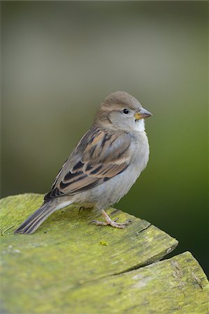 simsearch:700-06808844,k - Close-up of a sparrow (Passeridae) sitting on a wood in autumn, Zoo Augsburg, Bavaria, Germany, Europe Photographie de stock - Rights-Managed, Code: 700-06782024