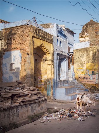 dirty city - street in old town center with painted walls and sacred cows, city of Bundi, India Stock Photo - Rights-Managed, Code: 700-06782148