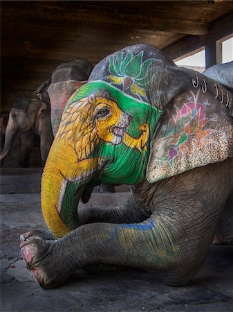 domestic animal - Decorated elephants in stable, Amber, India Photographie de stock - Rights-Managed, Code: 700-06782140