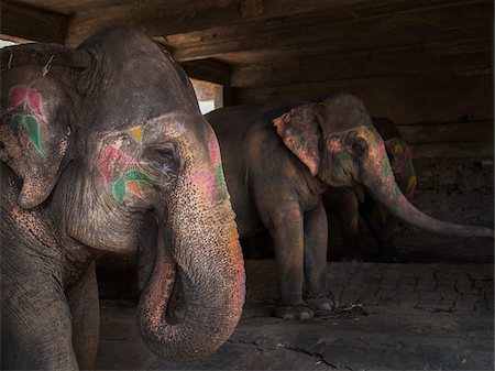 simsearch:700-06786714,k - Decorated elephant in stable, Amber, India Stockbilder - Lizenzpflichtiges, Bildnummer: 700-06782141