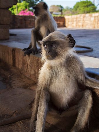 simsearch:700-06782163,k - Close-Up of Gray Langur Monkey in Ruins of Chittorgarh Fort, Rajasthan, India Foto de stock - Con derechos protegidos, Código: 700-06782169