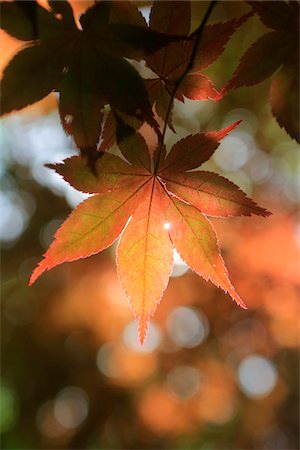 feuilles - Orange Leaves on Tree with sun shining through in the foothills of the Appalachian Mountains, Jasper, Georgia Photographie de stock - Rights-Managed, Code: 700-06808768