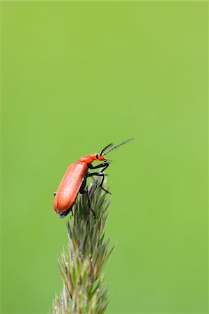 Close-up of a beetle (Stictoleptura rubra) on tip of plant Stock Photo - Rights-Managed, Code: 700-06808839