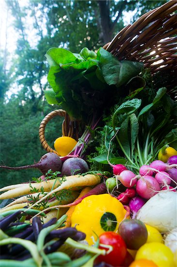 Cornucopia of vegetables including radishes, squash, tomato, carrots, and beets, fresh local organic artisanal farm grown produce spilling out of basket, jeffersonville, georgia Stock Photo - Premium Rights-Managed, Artist: Nathan Jones, Image code: 700-06809018