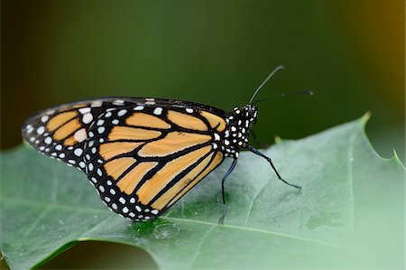Close-up of a Monarch butterfly (Danaus plexippus) sitting on a leaf Stockbilder - Lizenzpflichtiges, Bildnummer: 700-06803829
