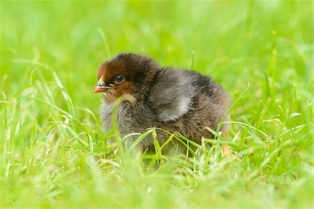 Chicken (Gallus gallus domesticus) chick on a meadow in spring, Germany Photographie de stock - Rights-Managed, Code: 700-06826400