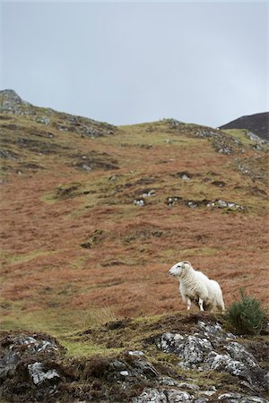 white mountain goat on rocky hillside, Scotland Stock Photo - Rights-Managed, Code: 700-06847449