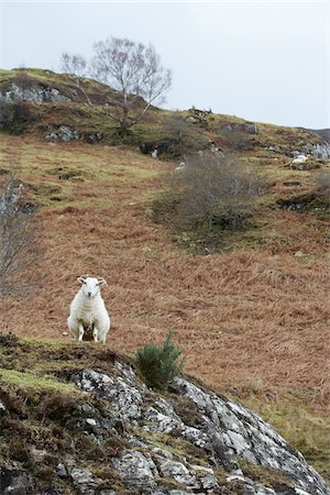 simsearch:649-09111360,k - white mountain goat on rocky hillside, Scotland Foto de stock - Con derechos protegidos, Código: 700-06847450