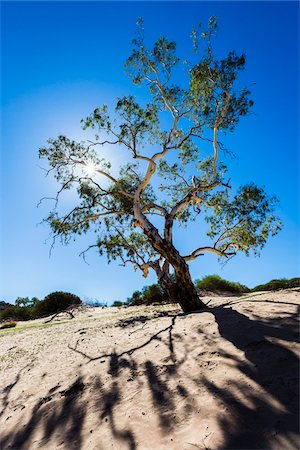 Tree Backlit by Sun, The Loop, Kalbarri National Park, Western Australia, Australia Stock Photo - Rights-Managed, Code: 700-06841520