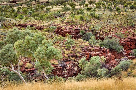 simsearch:700-06841553,k - Oxer Lookout, Karijini National Park, The Pilbara, Western Australia, Australia Foto de stock - Con derechos protegidos, Código: 700-06841541