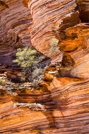 Trees on Rock Ledge, The Loop, Kalbarri National Park, Western Australia, Australia Photographie de stock - Rights-Managed, Code: 700-06841557