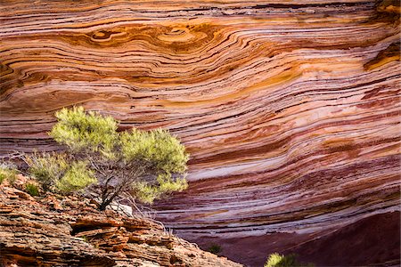 sédimentaire - Lone Tree and Striped Rock Pattern, The Loop, Kalbarri National Park, Western Australia, Australia Photographie de stock - Rights-Managed, Code: 700-06841553