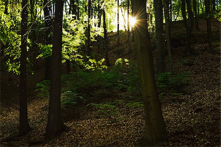 Sun Streaming through Beech Forest, near Karlovy Vary, Bohemia, Czech Republic, Europe Foto de stock - Direito Controlado, Número: 700-06894773