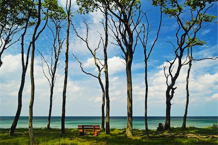 forest water - Bench in Gespensterwald (ghost forest) near Nienhagen, Baltic Sea, Mecklenburg-Vorpommern, Germany, Europe Stock Photo - Rights-Managed, Code: 700-06894784