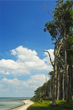 Beach and Gespensterwald (ghost forest) near Nienhagen, Baltic Sea, Mecklenburg-Vorpommern, Germany, Europe Photographie de stock - Rights-Managed, Code: 700-06894783