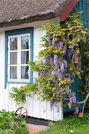 european cottage gardens - Wisteria on a wooden house wall in Born, Fischland-Darss-Zingst, Coast of the Baltic Sea, Mecklenburg-Western Pomerania, Germany, Europe Stock Photo - Rights-Managed, Code: 700-06894897