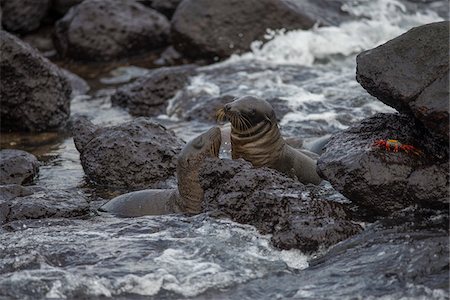 simsearch:693-03311318,k - Two sea lions and crab in rocky ocean near shore in Galapagos Islands Foto de stock - Con derechos protegidos, Código: 700-06894996