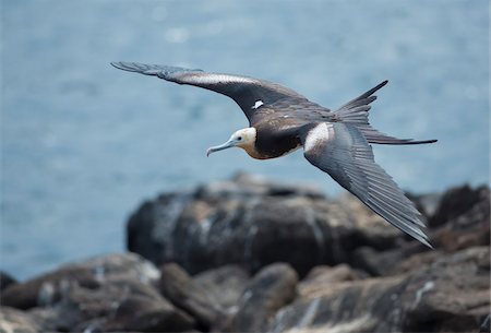 simsearch:862-03711550,k - young frigate bird flying over rocks in Galapagos Islands Foto de stock - Con derechos protegidos, Código: 700-06894999