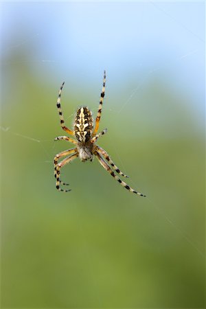 Close-up of an oak spider (Aculepeira ceropegia) in a web in spring, Bavaria, Germany Stock Photo - Rights-Managed, Code: 700-06895004