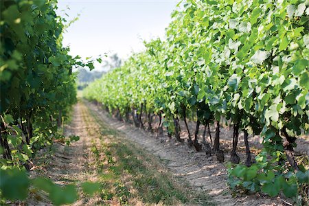 summer - Between rows of grapevines in vineyard, Niagara Region, Ontario, Canada Stock Photo - Rights-Managed, Code: 700-06895094