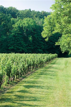 forest not europe not people - Edge of vineyard on Niagara Escarpment , Niagara Region, Ontario, Canada Photographie de stock - Rights-Managed, Code: 700-06895095