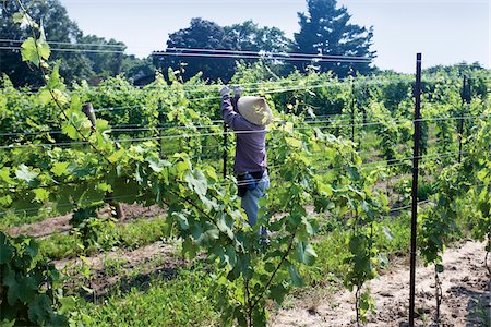 Man tying up vines in organic vinyard, Niagara, Ontario, Canada Photographie de stock - Rights-Managed, Code: 700-06895091