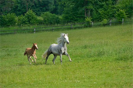 poulin - Connemara horse mare with foal running on a big paddock, Germany Photographie de stock - Rights-Managed, Code: 700-06899975