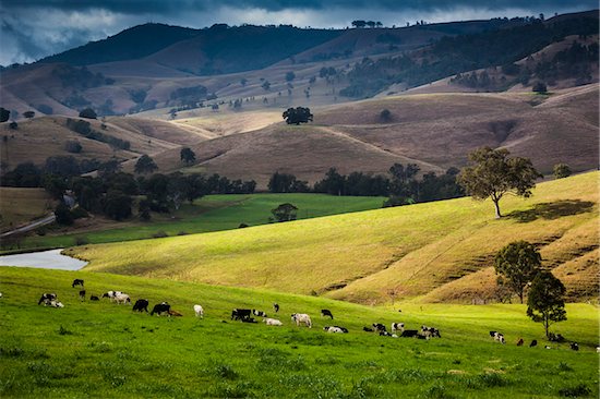 Dairy farms along the Bingledurra Road near East Gresford, New South Wales, Australia. Foto de stock - Derechos protegidos Premium, Artista: R. Ian Lloyd, Código de la imagen: 700-06899978