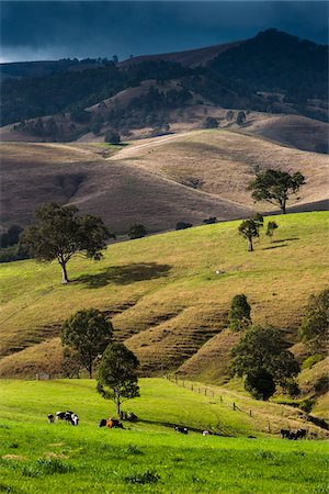 Dairy farms along the Bingledurra Road near East Gresford, New South Wales, Australia. Foto de stock - Con derechos protegidos, Código: 700-06899979