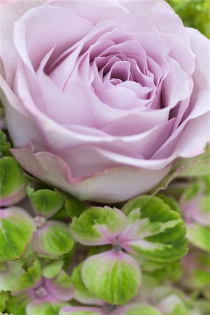 Close-up of hydrangea and rose bouquet Photographie de stock - Rights-Managed, Code: 700-06892486